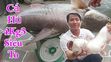 Giăng Câu Dính Cá Hú 4Kg3 Siêu To Hàng Khủng Hiếm Gặp / Kiềm Rapper 162