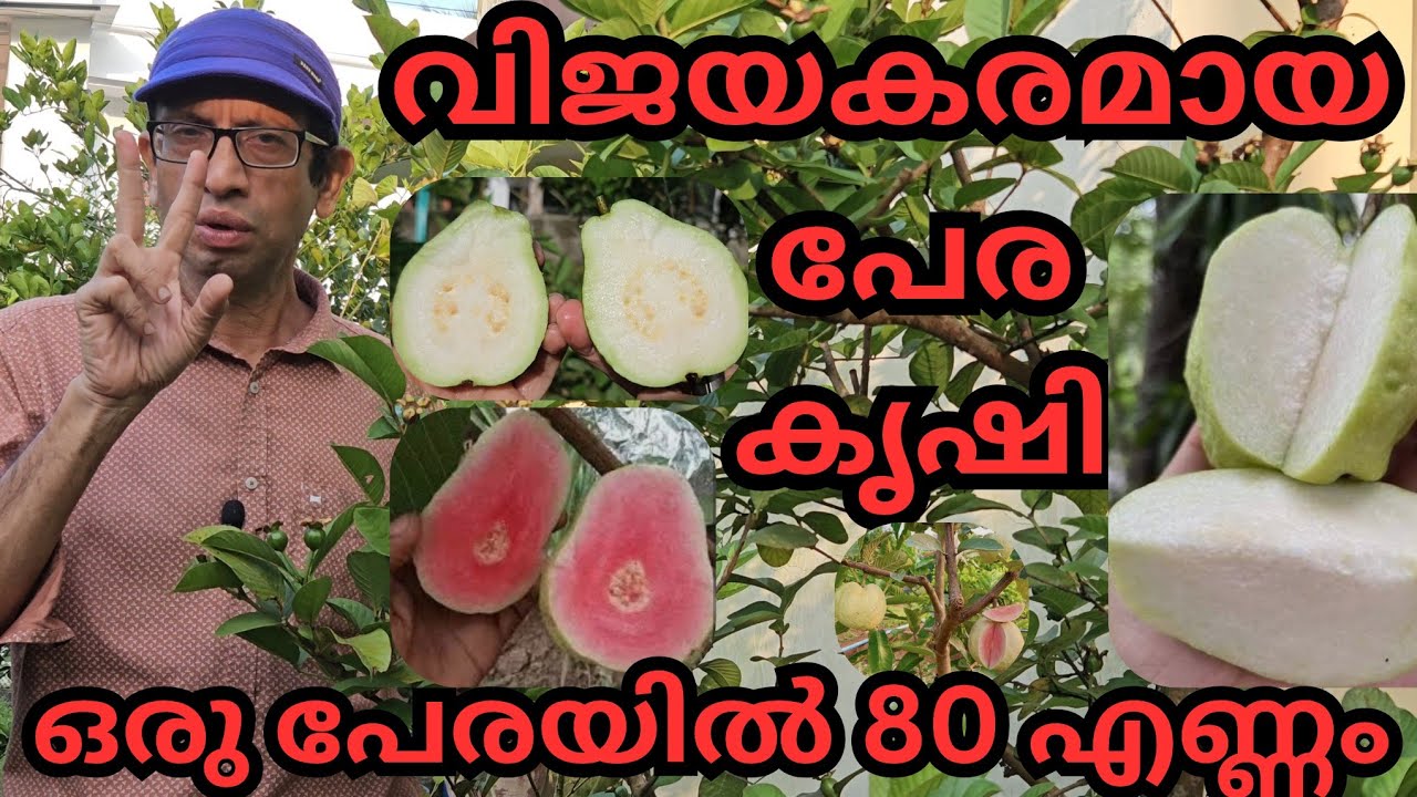 ജാർവി,പപ്പായ,ജപ്പാൻ വൈറ്റ്,റെഡ് കിങ്, തായ് പിങ്ക് പ്ലാൻ്റ് നിറയെ#plants#fruits#guava#pruning#ferti..