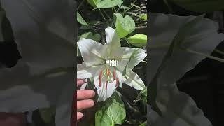 백합꽃말:순수한사랑.순결