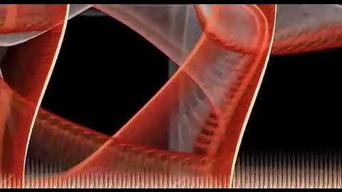 Zest - Fractal Animation by Stan Ragets