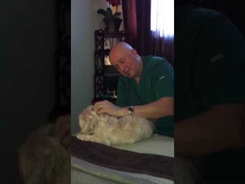 วีดีโอ: Patellar Luxation ในสุนัข