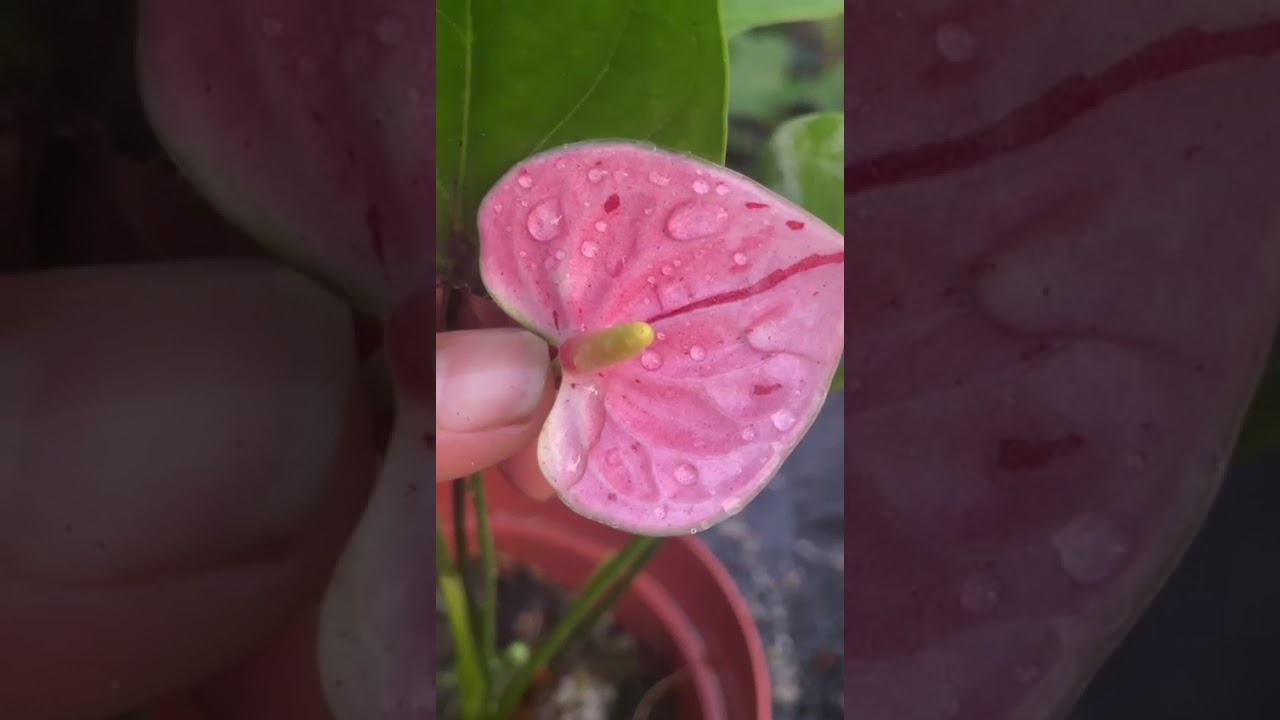 කාවා,ෆ්ලේම්,මටාටා,වගේම බ්ලැක් විනර්#anthuriumwagawasinhala#fypviral#plants#anthurium0765647812