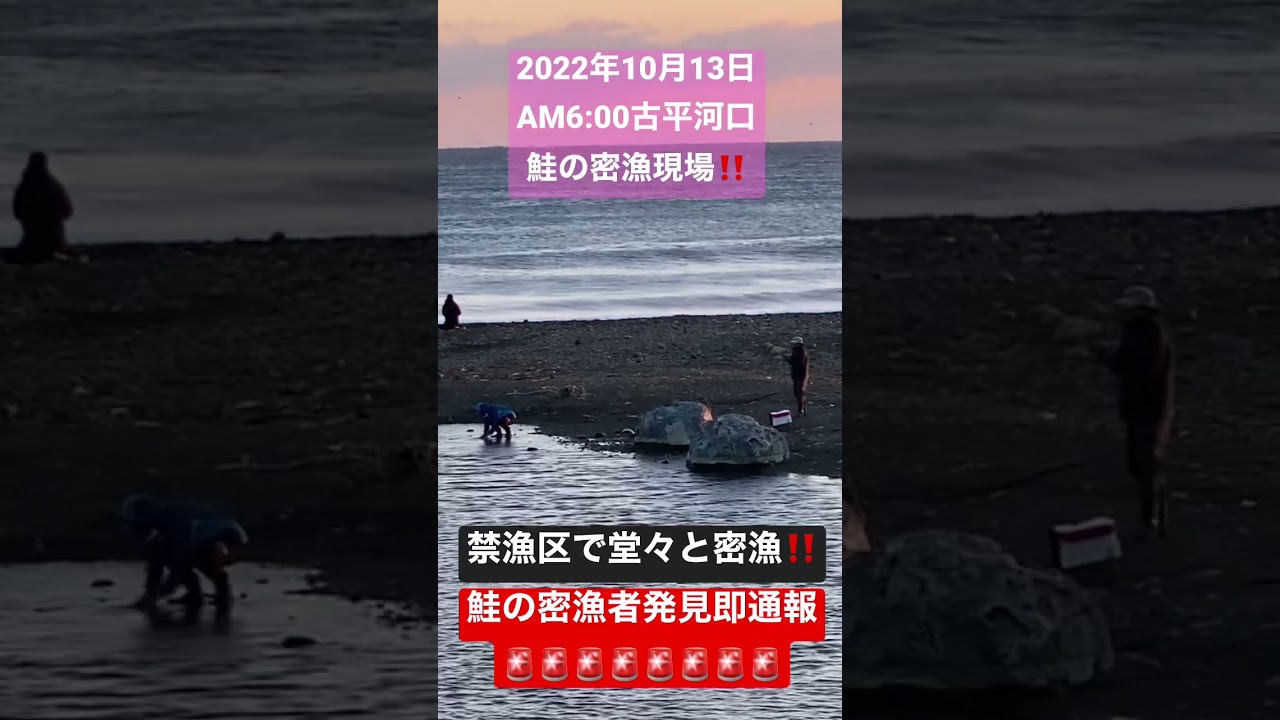 鮭の密漁現場#2022年10月13日#鮭#禁漁区#密漁現場#古平河口#北海道#通報#切り抜き動画 #shorts - YouTube