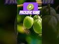 Self-fertile kiwis: Prolific vs. Issai #kiwi #growyourownfood #foodforest  #garden #plants