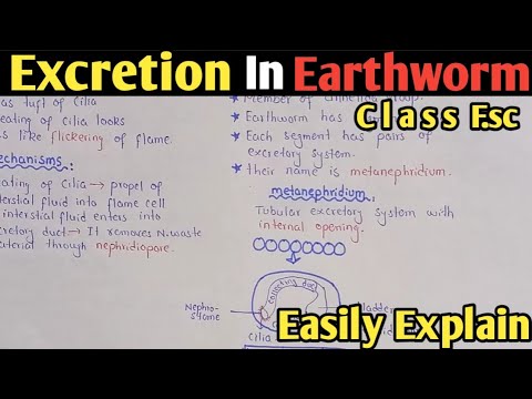 Excretion in earthworm | Metanephridium | Class 12 Biology