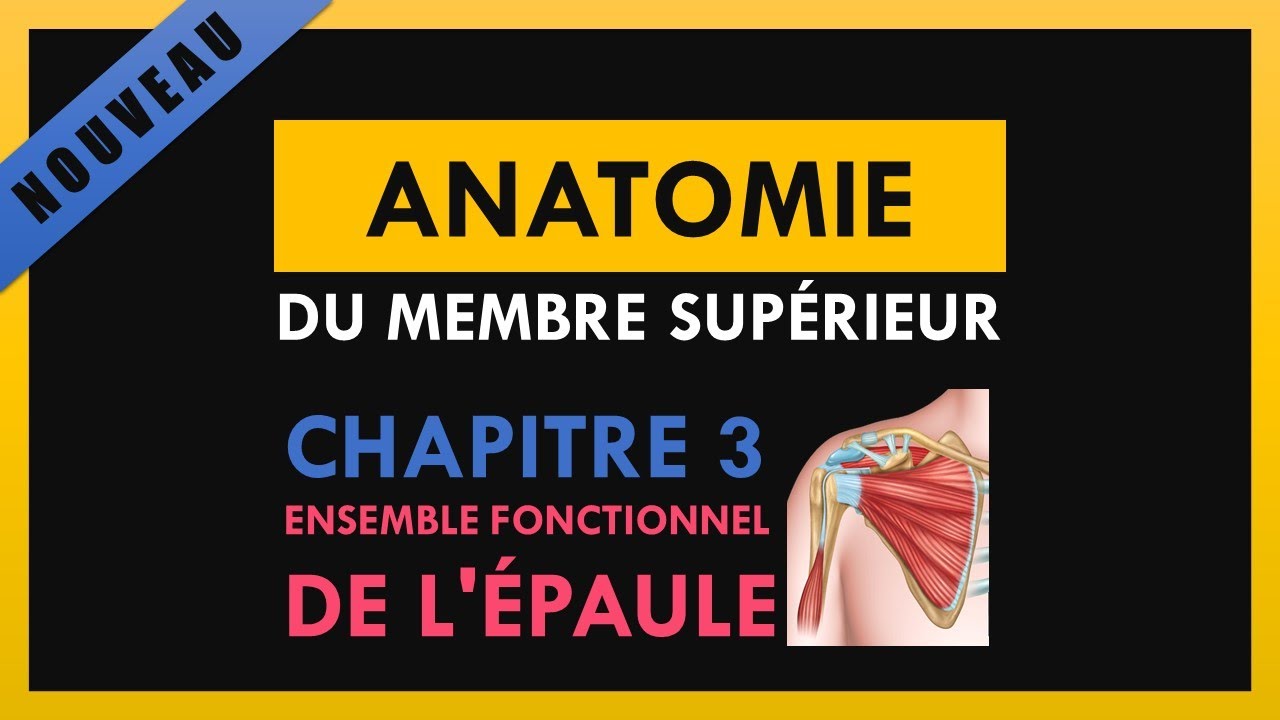 Anatomie Du Membre Supérieur - Chapitre 3 - Ensemble fonctionnel de l'épaule