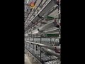 Fully Automatic Poultry Brooder Cage System Operation Brooder Cage #cage #poultryfarming  #factory