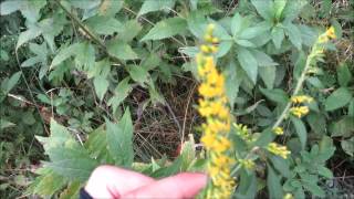 What Saint Johns Wort Looks Like