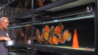 Best Feeding Time for Red Discus Fishes | Beautiful Wild Discus Feeding