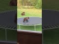 Медведь нашёл батут / Bear found the trampoline