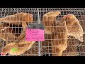 Amish Animal Auction Plus Mini Farm Update!!! (Feb 2022 Pt 2)