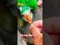 শিক্ষিত টিয়া পাখি my ID support pleas#like #foryou #viralvideo #love