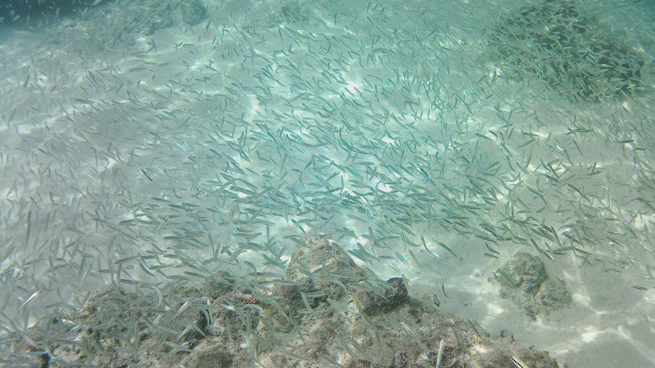 Snorkeling in Martinique