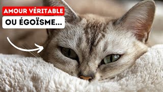 Chats: Affection Authentique ou Pur Opportunisme? Vérité Révélée! by Boss Life France 976 views 4 months ago 4 minutes, 50 seconds