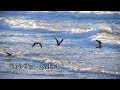 Chris Rea - Seabird