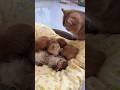 bubu dengan 4 anaknya #kucinglucu #imut #cute #kucing #cat #shortvideo