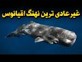 رازهایی از نهنگ عنبر که هیچ کس بهتون نگفته رازهایی از نهنگ عنبر که هیچ کس بهتون نگفته