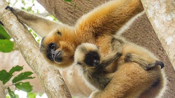 VƯỢN ĐEN MÁ VÀNG tại Vườn quốc gia Cát Tiên | YELLOW CHEEKED GIBBON in Cat Tien National Park