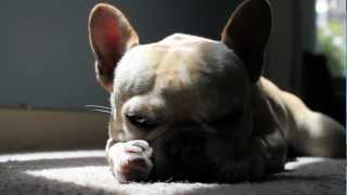 Hammie The French Bulldog - Scraps by Hammieization 7,928 views 11 years ago 52 seconds