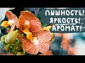 Орхидеи Мультифлоры: пышно, ярко, ароматно!