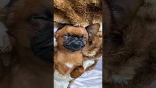 Щенок любит поспать :D #мемы #shorts #рекомендации #собака