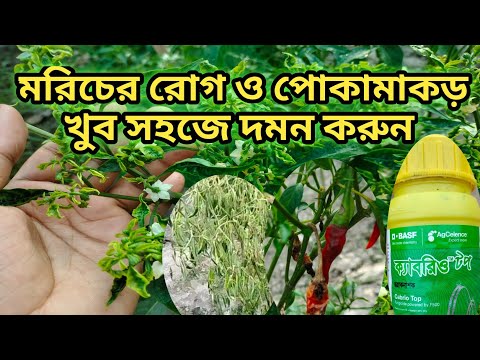 ভিডিও: গাউচে দিয়ে কীভাবে একটি গাছ আঁকবেন