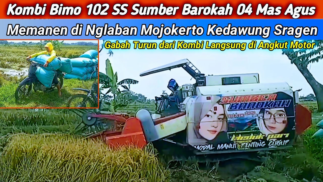 Panen Padi MT 1 - 2026 | Nglaban Mojokerto Kedawung Sragen | Gabah Langsung di Angkut Motor 