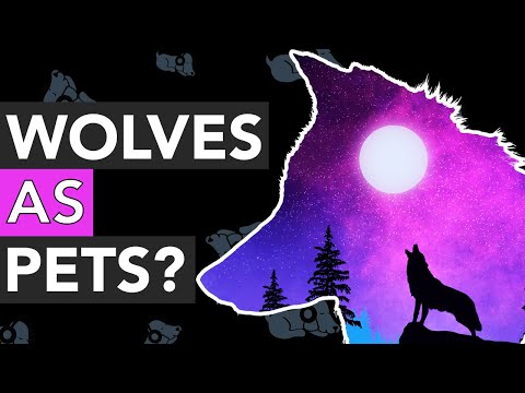 Can You Own a Wolf as a Pet?