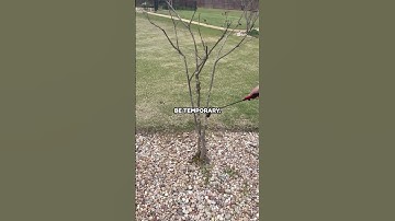 How to Treat Crape Myrtle Bark Scale #garden