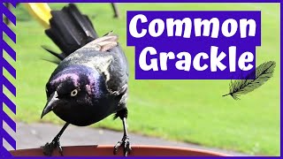 Bird Watching: Common Grackle