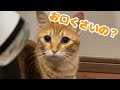 猫達の口臭が凄いのであるものに頼ってみた結果・・・