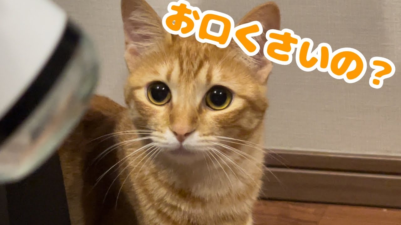 猫達の口臭が凄いのであるものに頼ってみた結果・・・