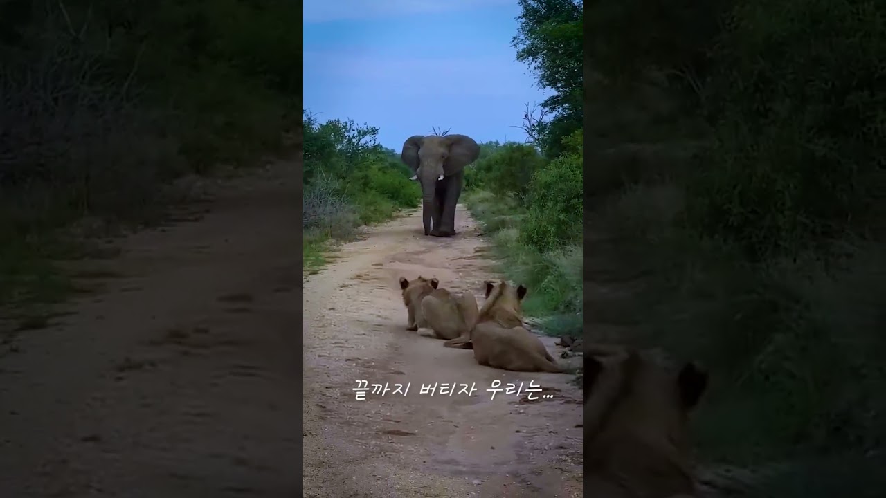 코끼리가 다가오자 사자들의 반응은?