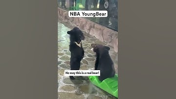 NBA YoungBear 😂🐻💀 #nbayoungboy #music #zoo #animals #bear