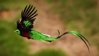 Facts About Quetzal