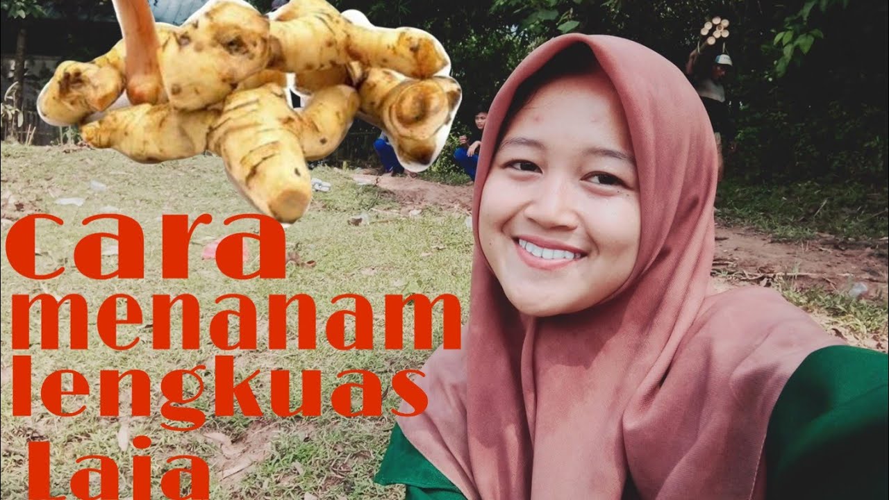 CARA MENANAM LENGKUAS / LAJA 