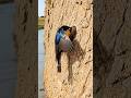 🐦 Swallow Bird Builds a Mud Nest 🪺 #shorts Timelapse