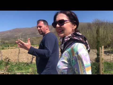 Video: Çfarë zanash është rozalindja?