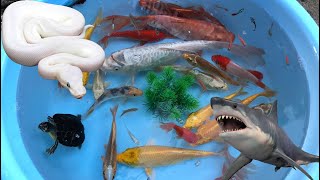 Learning fish and animals | Koi carp betta swordtail pleco catfish turtle baby shark guppy