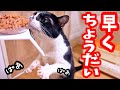 【保護猫】脱走から戻ってきた猫は腹ペコでご飯が待てません
