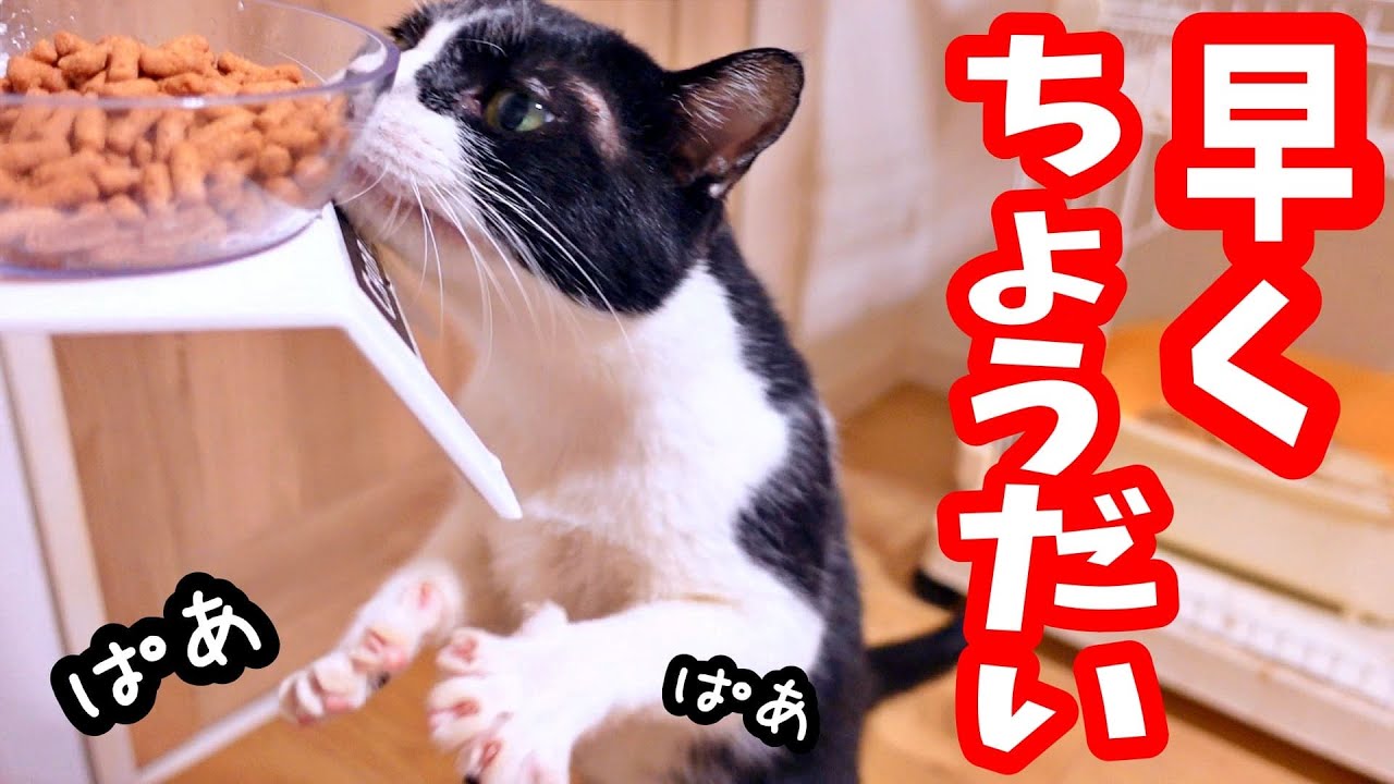 断捨離中☆ぺこ ※猫飼ってます 9e16103f558c431db13bbab970b249