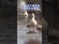 一生一世不離不棄 大雁的忠貞傳說 #大陸尋奇 #大雁 #忠貞 #四川 #昭覺 #卓晨嵐 #shorts@ctvchinatv ​
