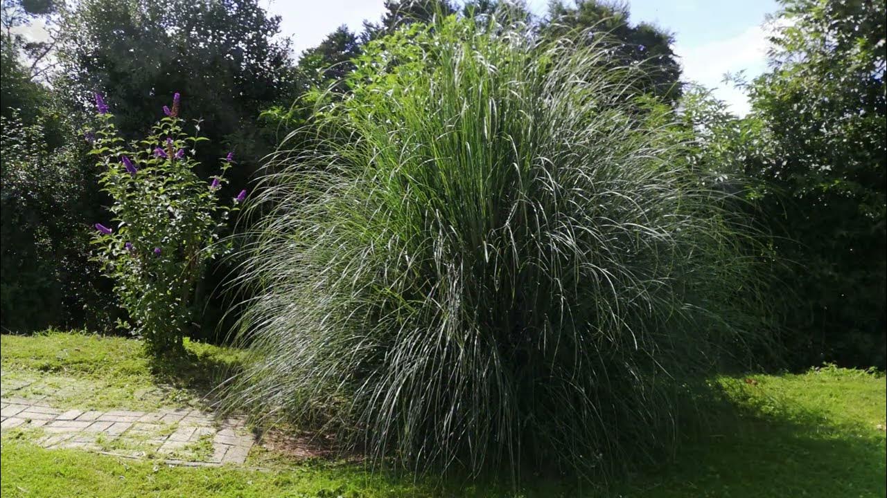 PAMPAS GRASS Burning Results YouTube