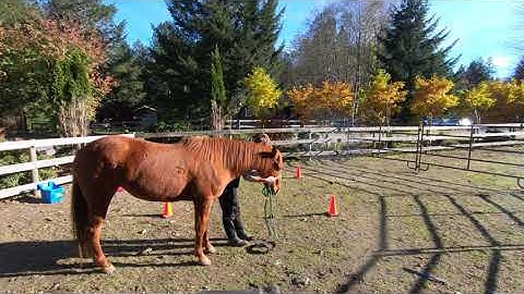 Clicker Training Piper-Self Haltering Nov 1, 2020