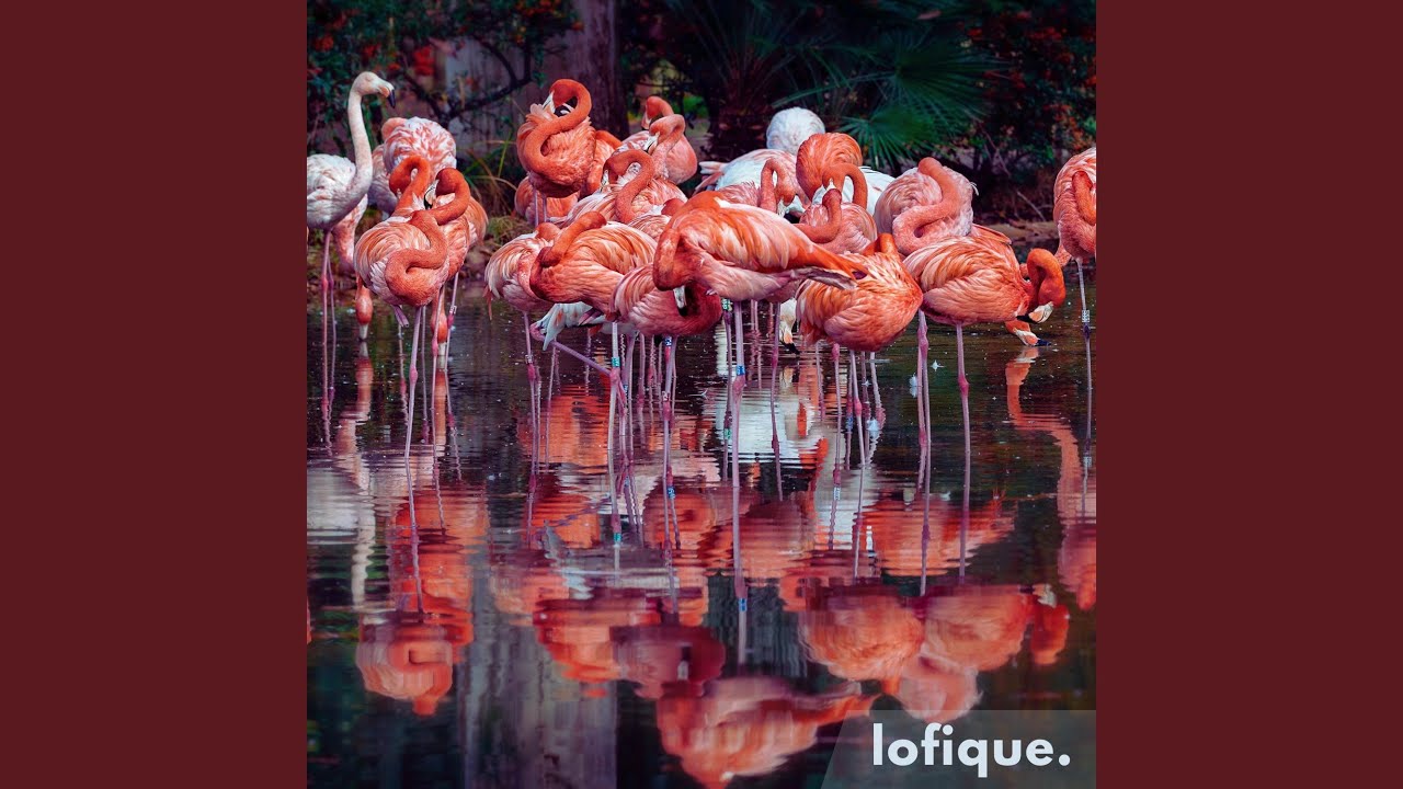 Watch Flamingo on YouTube Watch Flamingo on YouTube
