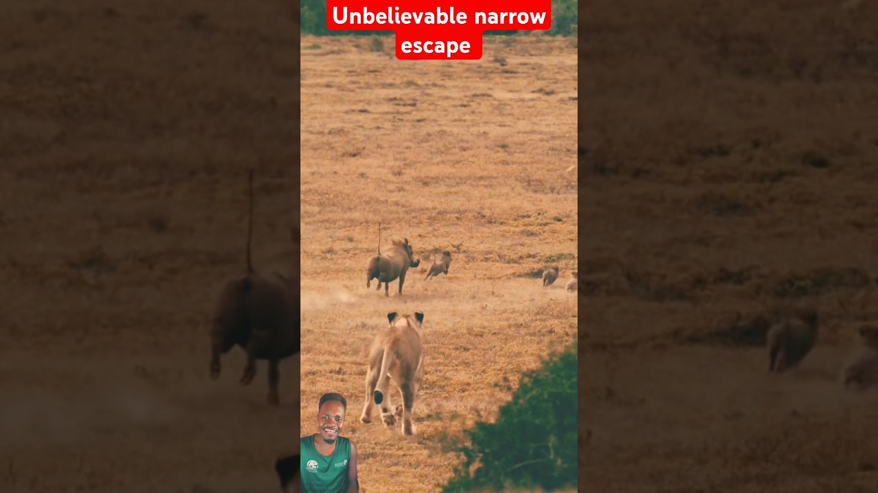 Unbelievable narrow escape 