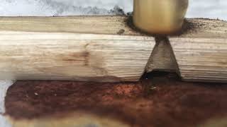 Hand drill friction fire practice...