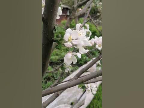 пчола трудівниця - YouTube