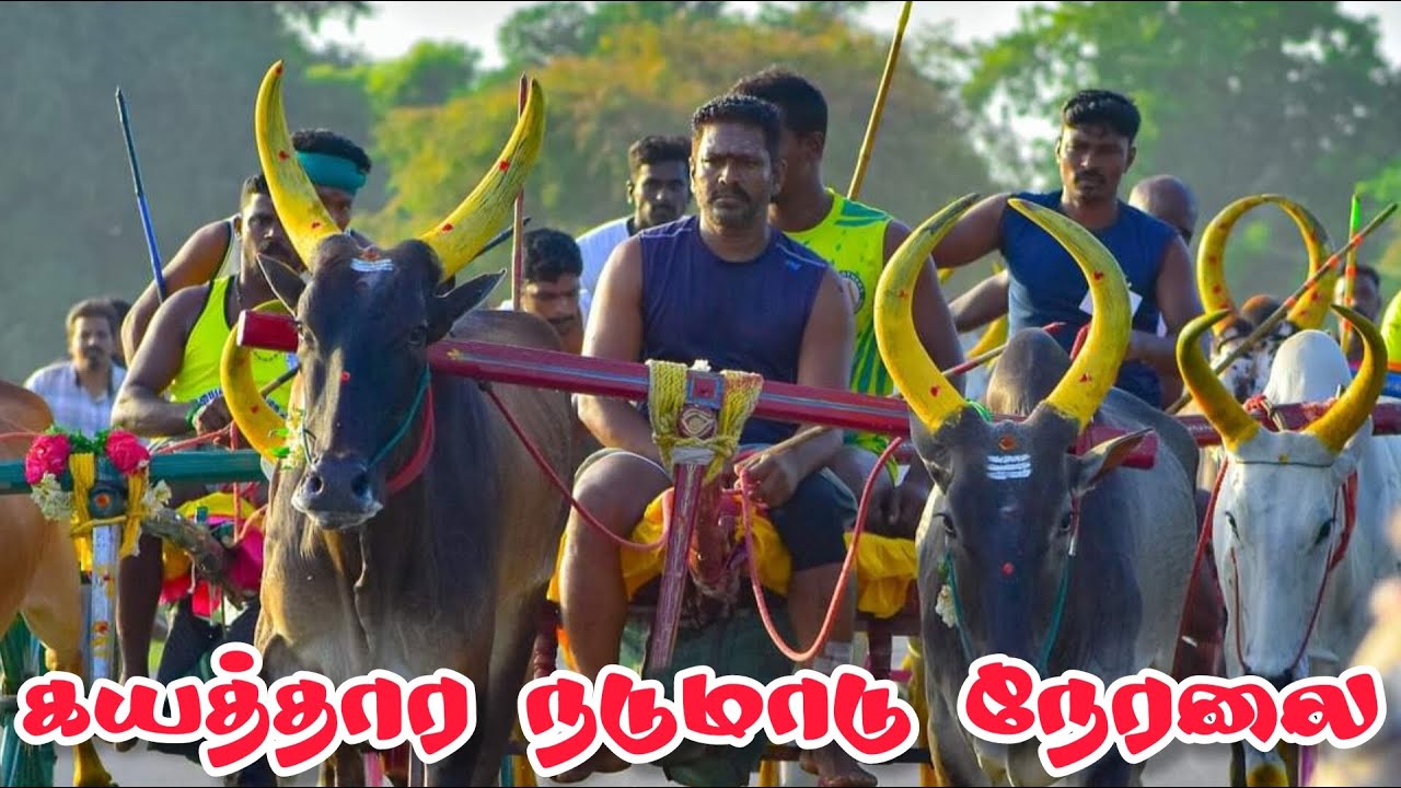 live தூத்துக்குடி மாவட்டம் கயத்தார் நடுமாடு 28-02-2026