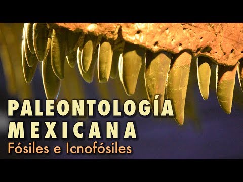 Fósiles e Icnofósiles | Paleontología Mexicana